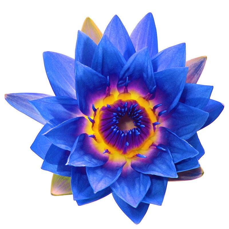 Blue Lotus Flower