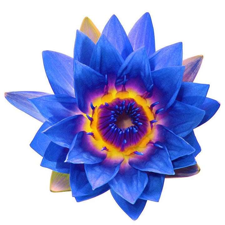 Blue Lotus Flower
